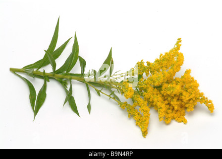 Heilpflanze Heilwundkraut Goldrute Woundwort echte Golden Rod Blue mountain plateau Solidago Solidago virgaurea Banque D'Images