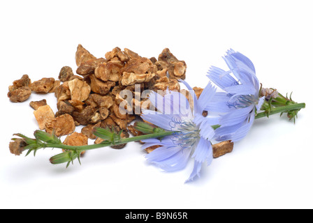 Fleurs et racine de la plante médicinale Wegwarte Blauwarte Zichorie daisy bleu chicorée chicorée Cichorium intybus commune Banque D'Images