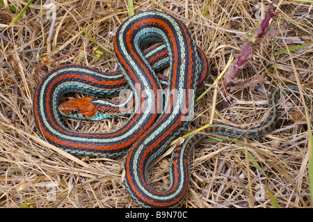 Disparition San Francisco (Thamnophis sirtalis tetrataenia) dans le comté de San Mateo, Californie. Banque D'Images