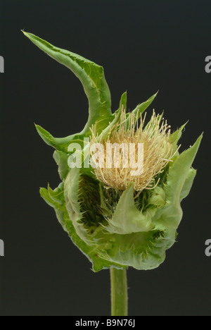 Kohldistel Chou plantes médicinales thistle Cirsium oleraceum Banque D'Images