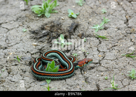 Disparition San Francisco (Thamnophis sirtalis tetrataenia) dans le comté de San Mateo, Californie. Banque D'Images