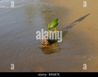 Germination de coco on beach Banque D'Images