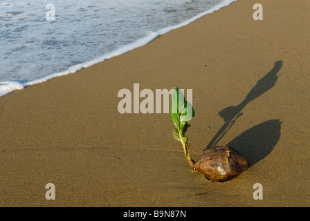 Coconut bourgeonnant sur beach, Costa Rica Banque D'Images