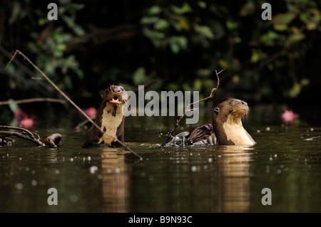 Pteronura brasiliensis Loutre de rivière géantes de la rivière Yavari sauvages l'Amazonie péruvienne Banque D'Images