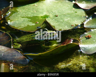 grenouille verte Banque D'Images