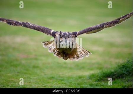 Owl Bubo Bubo Grand affichage pour les touristes le Centre international pour les oiseaux de proie Gloustershire Newent Banque D'Images