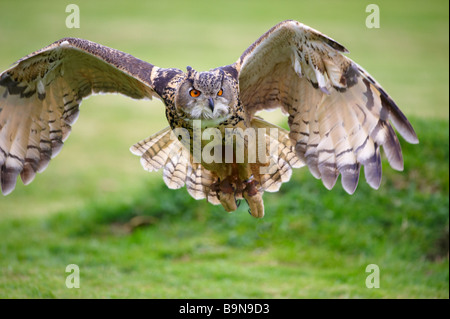 Owl Bubo Bubo Grand affichage pour les touristes le Centre international pour les oiseaux de proie Gloustershire Newent Banque D'Images