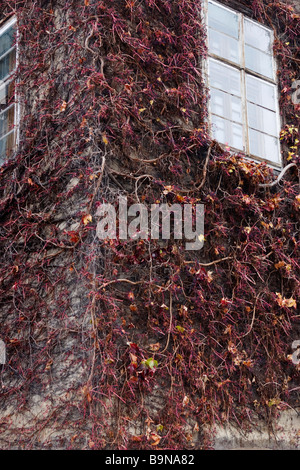 Maison cornerll couverte de vignes en automne. Banque D'Images