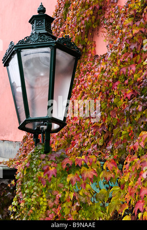 Mur avec la lumière de la rue couverte de vignes en automne. Banque D'Images