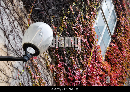 Mur avec la lumière de la rue couverte de vignes en automne. Banque D'Images