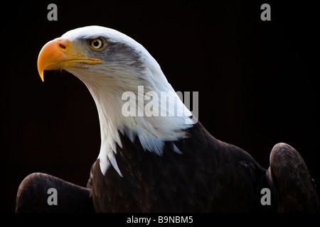 Le Pygargue à tête blanche (Haliaeetus leucocephalus) est un oiseau de proie Banque D'Images