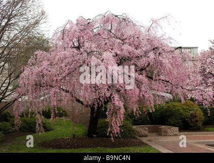 Weeping Higan cerisier en fleurs (Prunus subhirtella 'Pendula') Banque D'Images