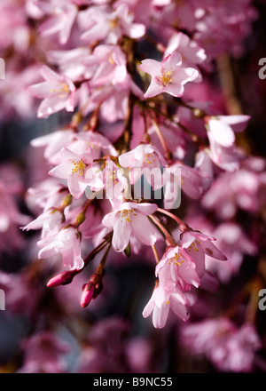 Fleurs de cerisier Higan pleureur Banque D'Images