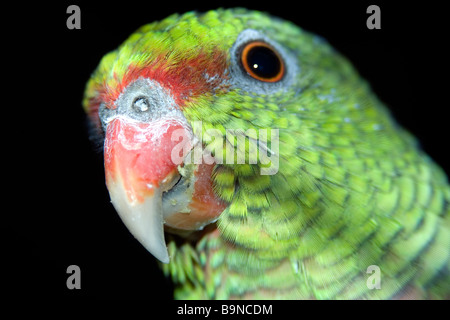 Vinaceous Amazon, Amazona vinacea perroquet en voie de disparition, que l'on trouve uniquement dans la forêt atlantique de l'Amérique du Sud, Brésil, Caratinga Banque D'Images