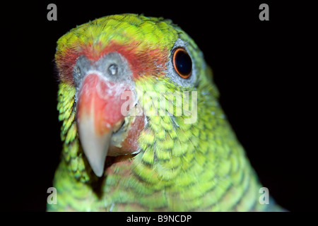 Vinaceous Amazon, Amazona vinacea perroquet en voie de disparition, que l'on trouve uniquement dans la forêt atlantique de l'Amérique du Sud, Brésil, Caratinga Banque D'Images