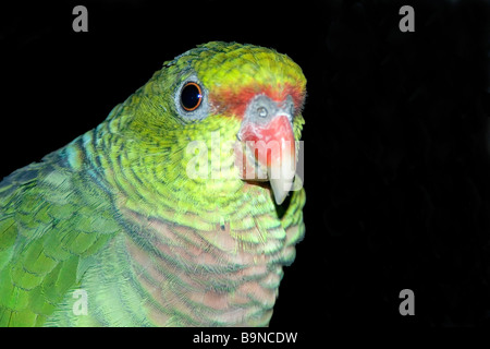 Vinaceous Amazon, Amazona vinacea, Parrot critique d'extinction que l'on trouve uniquement dans la forêt atlantique de l'Amérique du Sud, Brésil, Caratinga Banque D'Images