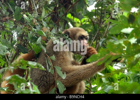 Le nord de muriqui Brachyteles hypoxanthus singe le plus grand des Amériques Caratinga Minas Gerais Brésil Banque D'Images