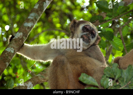 Le nord de muriqui Brachyteles hypoxanthus singe le plus grand des Amériques Caratinga Minas Gerais Brésil Banque D'Images