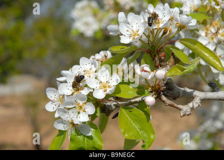 Abeilles sur pear blossom Banque D'Images