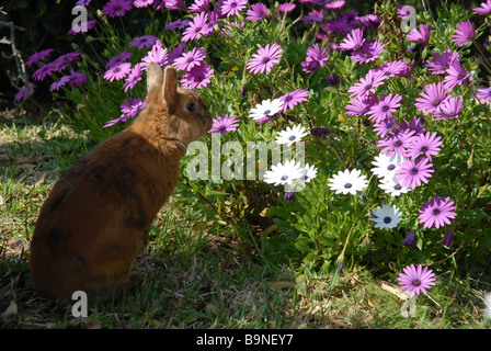 Free Range animal lapin domestique dans le jardin, manger daisies Banque D'Images