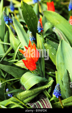 Un récipient avec tulipes rouges et muscaris bleus Banque D'Images