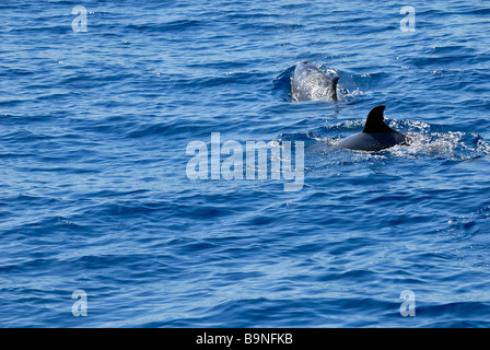 Les Dauphins tachetés de l'Atlantique, Stenella frontalis, trouvés sur le voyage de recherche de dauphin. Puerto Rico, Gran Canaria, Îles Canaries Banque D'Images