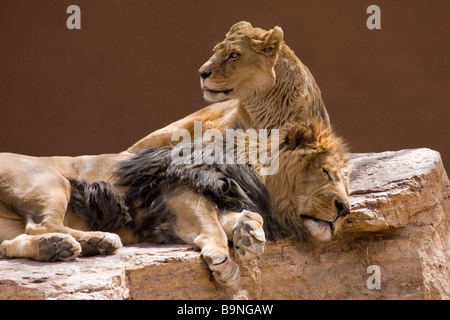 Les Lions au soleil Banque D'Images