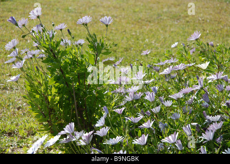 Lit de la fleur mauve et blanc tribunes, Osteorspermum ecklonis Banque D'Images