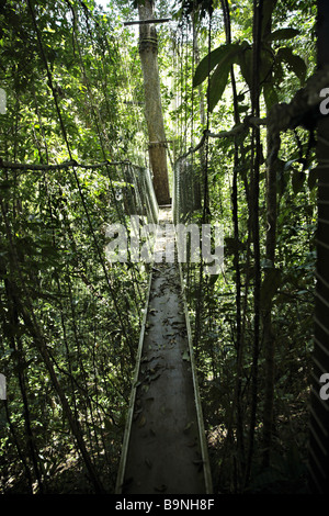 Pont suspendu à l'Ecoparque de una Forêt Tropicale Atlantique Mata Atlântica Bahia Brésil Amérique du Sud Banque D'Images