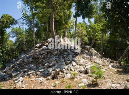 Yaax che temple maya ruines envahies par la jungle du Yucatan Mexique 2009 Jardin Botanique Dr. Alfredo Barrera Martin Banque D'Images