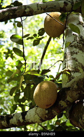 L'arbre à pain (Artocarpus altilis) arbre aux fruits. L'origine de l ...