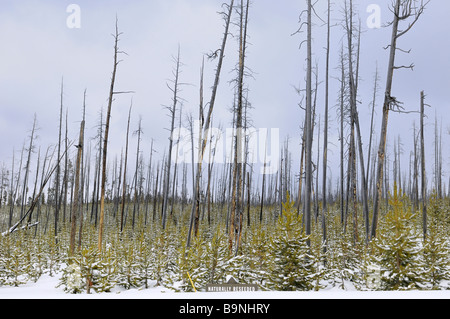 Le pin tordu réensemencés naturellement après 1988 brûler dans le Parc National de Yellowstone en hiver Banque D'Images