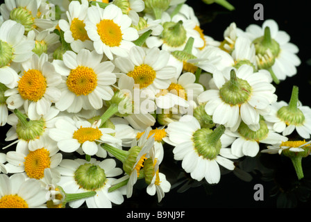 Les fleurs de la plante médicinale Mutterkraut Fieberkraut Chrysanthemum parthenium Grande camomille Tanacetum parthenium Banque D'Images