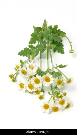 Les fleurs de la plante médicinale Mutterkraut Fieberkraut Chrysanthemum parthenium Grande camomille Tanacetum parthenium Banque D'Images