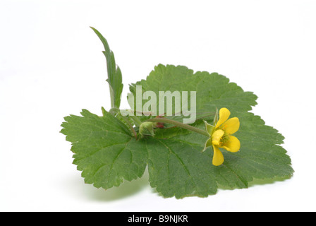 Plantes médicinales Blutwurz Aufrechtes Tormentill tormentilla potentilla erecta Fingerkraut Bloodroot Banque D'Images