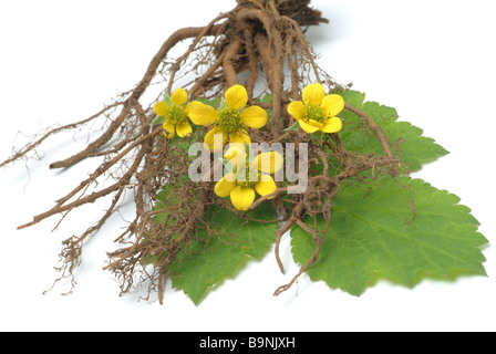 Plantes médicinales Blutwurz Aufrechtes Tormentill tormentilla potentilla erecta Fingerkraut Bloodroot Banque D'Images