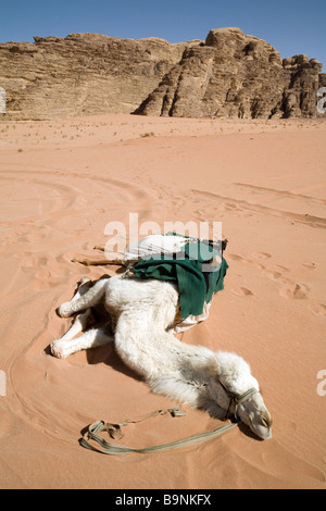 Un chameau se reposant sur le sable dans la chaleur du désert, Wadi Rum, Jordanie Banque D'Images