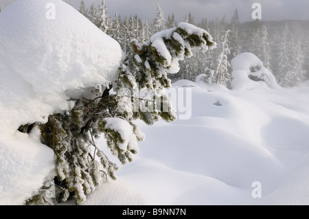 Forêt de pins tordus couverts de neige à proximité de sources chaudes à la vapeur de Norris Geyser Basin Le Parc National de Yellowstone au Wyoming USA en hiver au coucher du soleil Banque D'Images