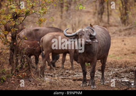 Buffle africain avec un bec rouge oiseau oxpecker sur son dos, Kruger National Park, Afrique du Sud Banque D'Images