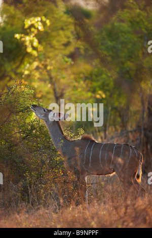 Une alimentation de brebis nyala sur la végétation, Kruger National Park, Afrique du Sud Banque D'Images