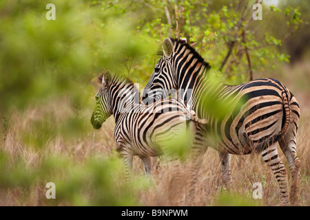 Zebra, Kruger National Park, Afrique du Sud Banque D'Images