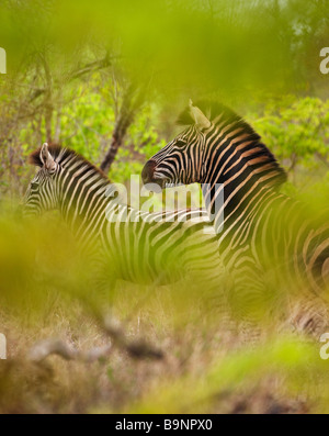 Un couple de zebra dans la brousse, Kruger National Park, Afrique du Sud Banque D'Images