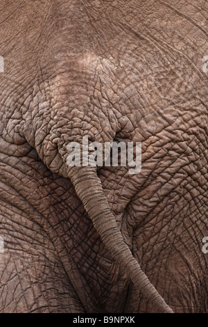 Détail de l'arrière de l'éléphant, Kruger National Park, Afrique du Sud Banque D'Images