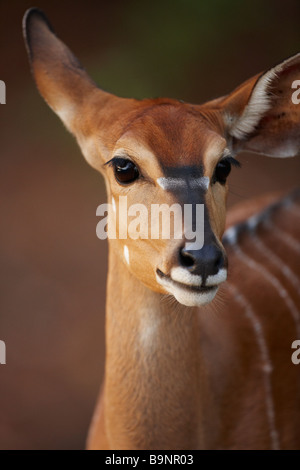 Nyala dans la brousse de brebis Parc National Kruger, Afrique du Sud Banque D'Images