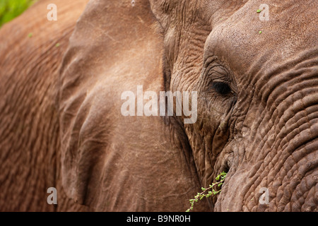 Close-up détail de l'éléphant africain dans la brousse, Kruger National Park, Afrique du Sud Banque D'Images