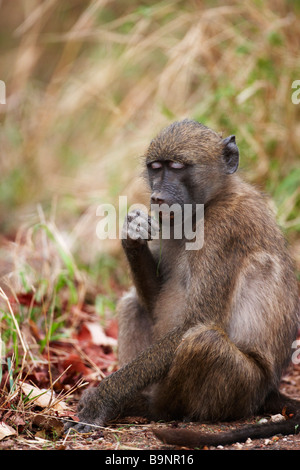 Babouin Chacma dans la brousse, Kruger National Park, Afrique du Sud Banque D'Images