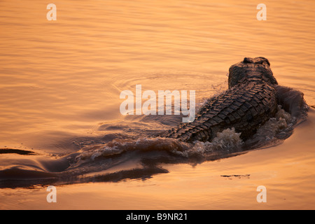 Crocodile du Nil au crépuscule dans une rivière, Kruger National Park, Afrique du Sud Banque D'Images