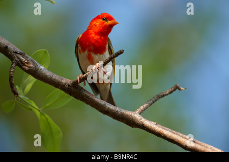 Red Headed weaver oiseau sur une branche, Kruger National Park, Afrique du Sud Banque D'Images