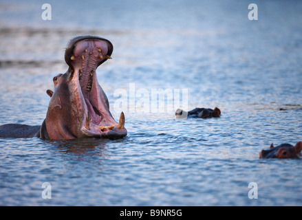 Hippopotame bâillant dans une rivière, Kruger National Park, Afrique du Sud Banque D'Images