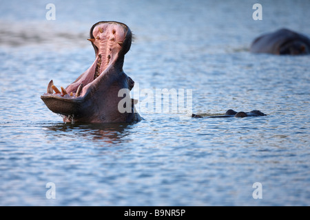 Hippopotame bâillant dans une rivière, Kruger National Park, Afrique du Sud Banque D'Images